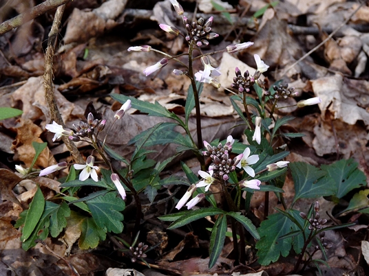 {Cardamine angustata}